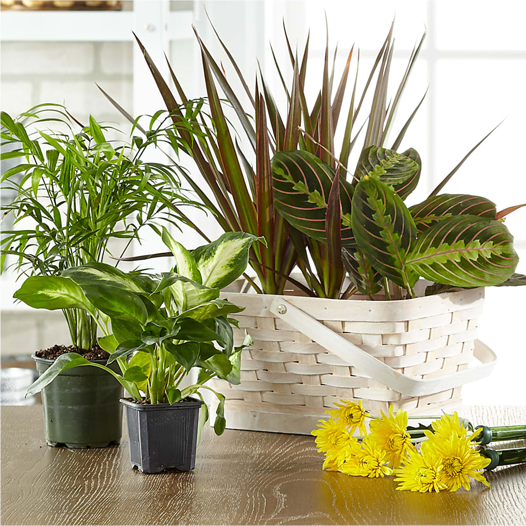 Florist Designed Blooming and Green Plants in a Basket – Kalas Events Inc, Orlando FL