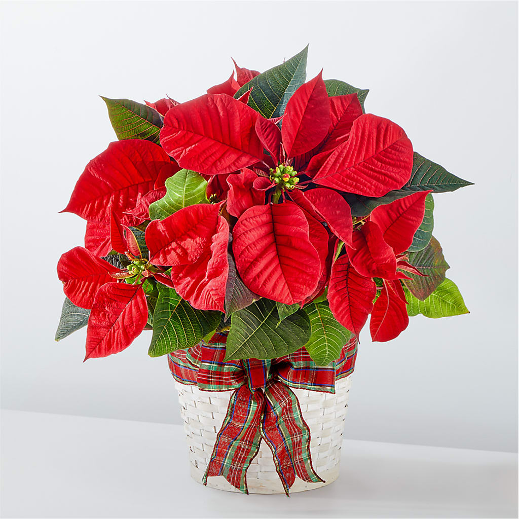 Happiest Holidays Poinsettia – Kalas Events Inc, Orlando FL