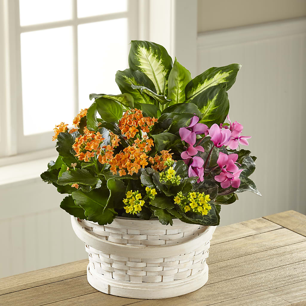 Color Crush Dishgarden – Kalas Events Inc, Orlando FL