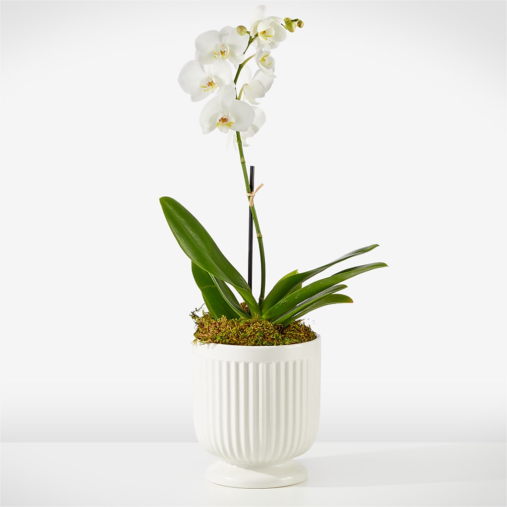 Whispering White Orchid – Kalas Events Inc, Orlando FL