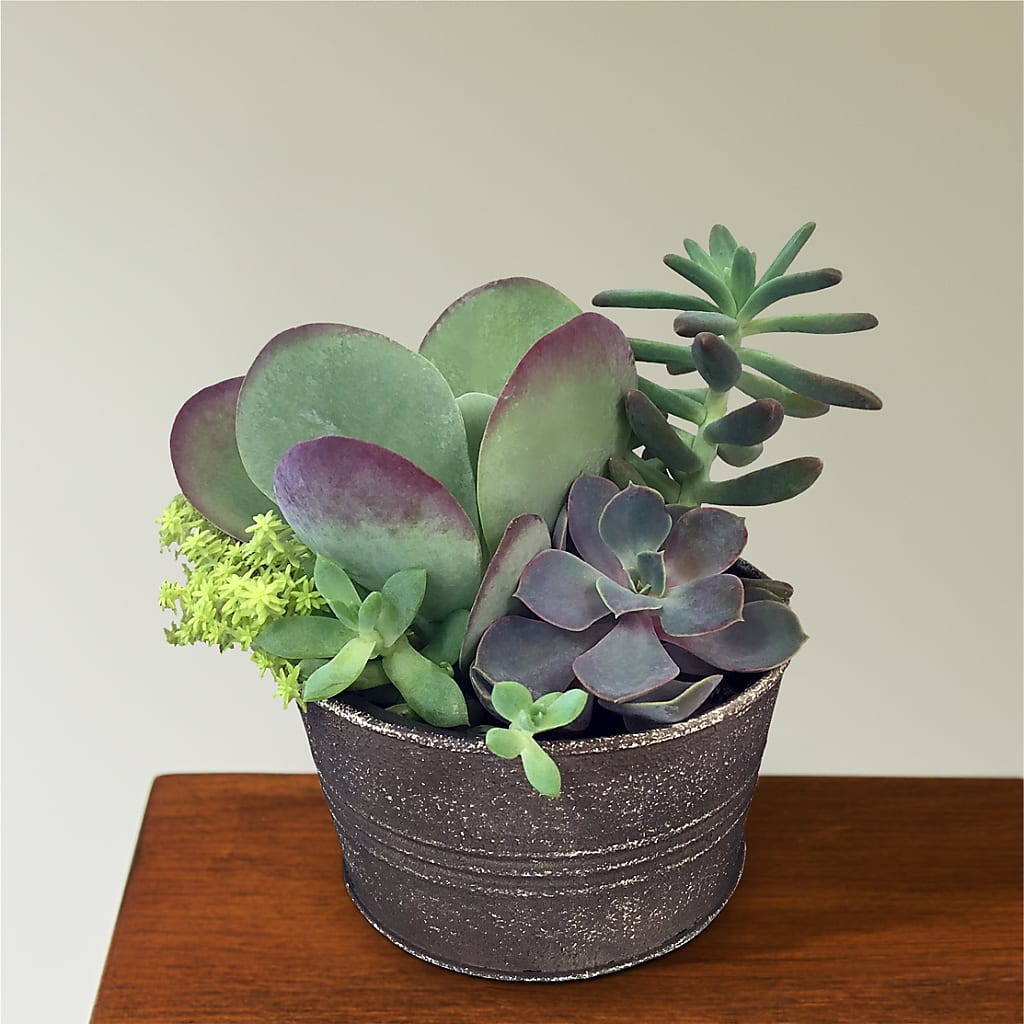 Lush Succulent Garden – Kalas Events Inc, Orlando FL