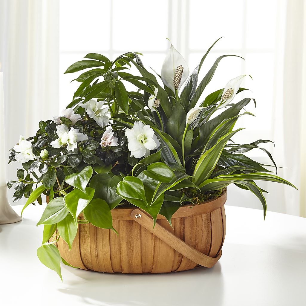 Serene Dishgarden – Kalas Events Inc, Orlando FL