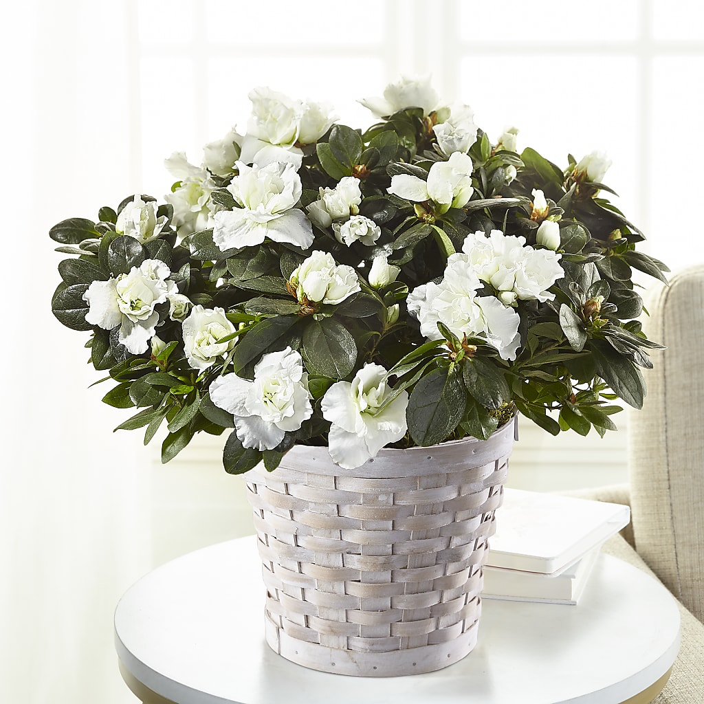 White Azalea Plant – Kalas Events Inc, Orlando FL