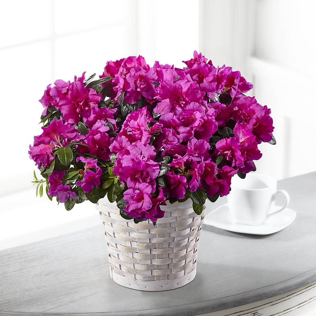 Hope & Serenity Azalea Plant – Kalas Events Inc, Orlando FL