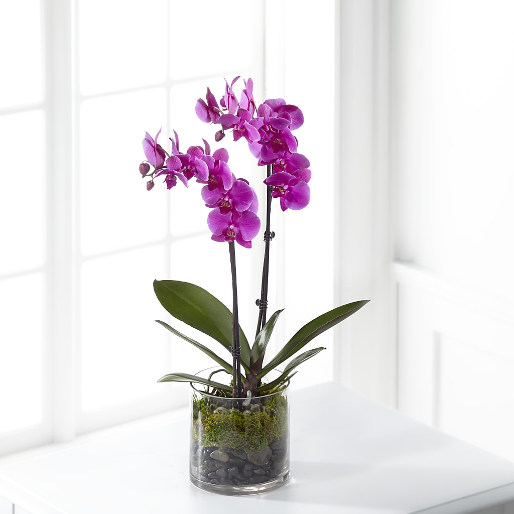 Pink Orchid Plant – Kalas Events Inc, Orlando FL