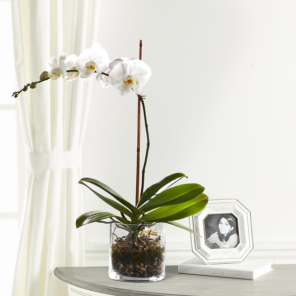 White Orchid Planter – Kalas Events Inc, Orlando FL
