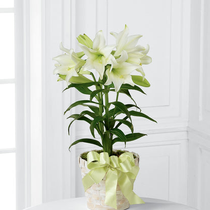 Easter Lily Plant –  Kalas Events Inc, Orlando FL