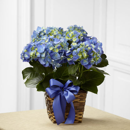 Blue Hydrangea Planter –  Kalas Events Inc, Orlando FL