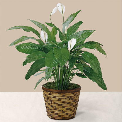 Tranquil Moments Peace Lily Plant –  Kalas Events Inc, Orlando FL