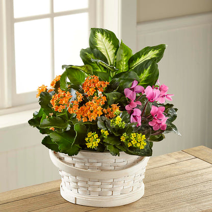 Color Crush Dishgarden –  Kalas Events Inc, Orlando FL