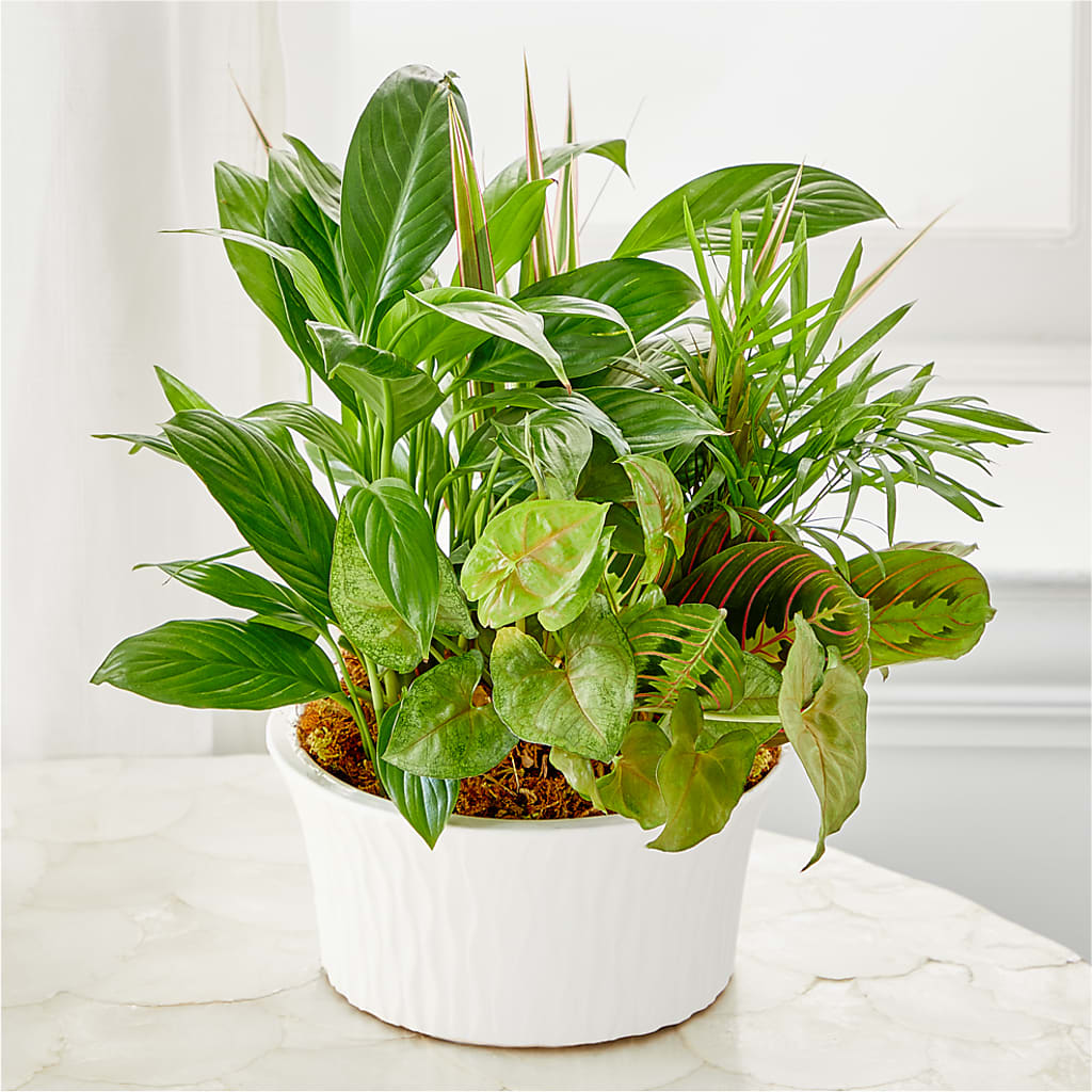 Balance & Harmony Dishgarden –  Kalas Events Inc, Orlando FL
