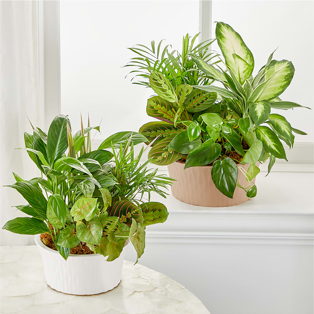 Balance & Harmony Dishgarden –  Kalas Events Inc, Orlando FL