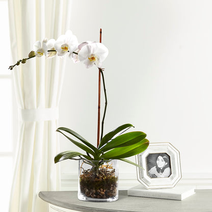 White Orchid Planter –  Kalas Events Inc, Orlando FL